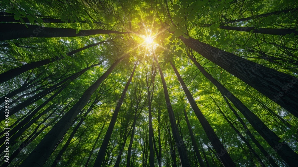 Green Forest of Beech Trees, looking up and Sun rays shining through trees, nature background Green Forest of Beech Trees, looking up and Sun rays shining through trees, nature background