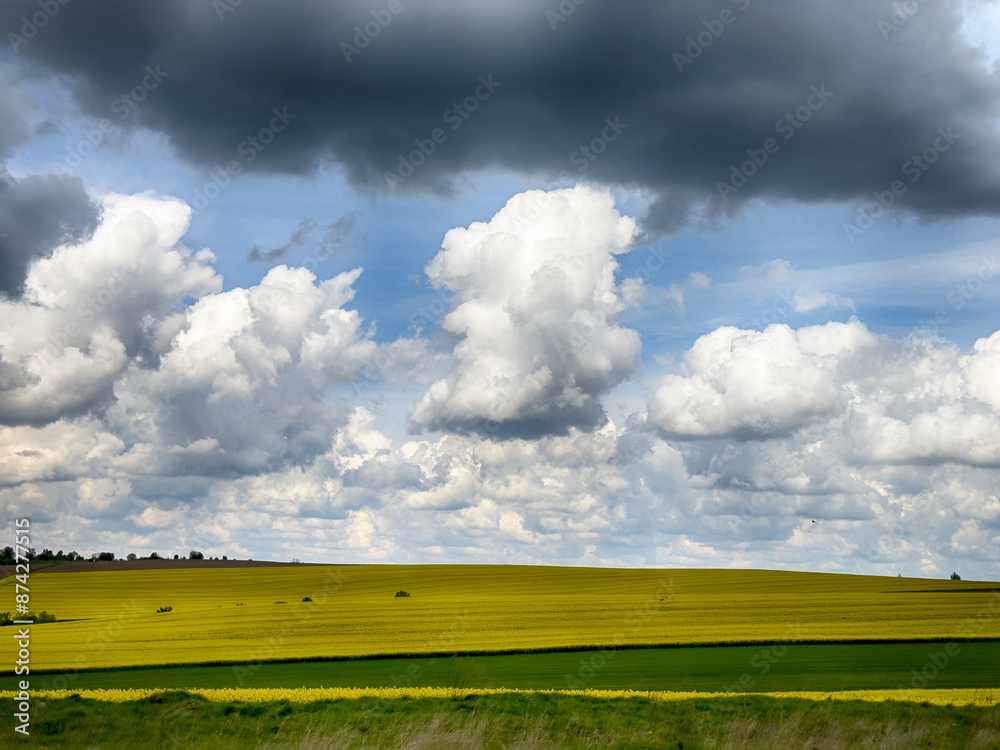 The perfect landscape of fields in a sunny day with perfect clouds in the sky The perfect landscape of fields in a sunny day with perfect clouds in the sky