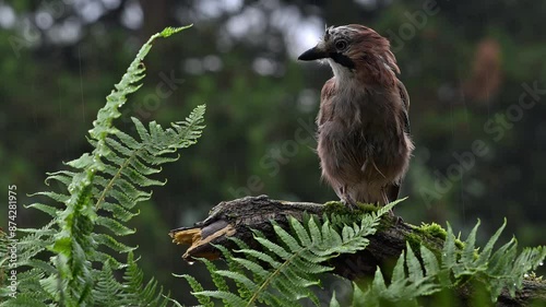 Eurasian jay / European jay (Garrulus glandarius / Corvus glandarius) with wet feathers perched on tree branch in the rain in forest