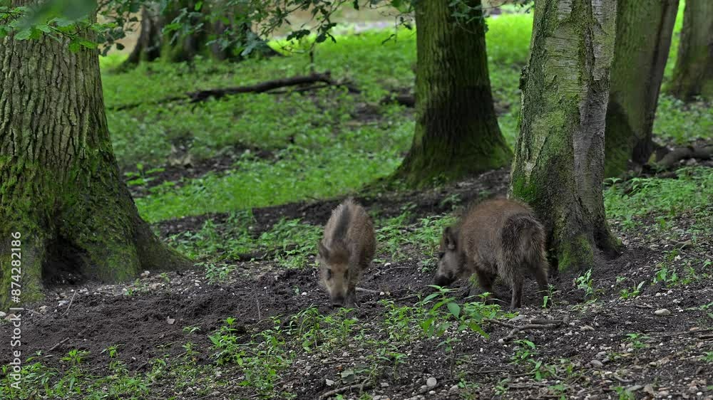 Two wild boar (Sus scrofa) piglets / juveniles play fighting in forest in spring Two wild boar (Sus scrofa) piglets / juveniles play fighting in forest in spring
