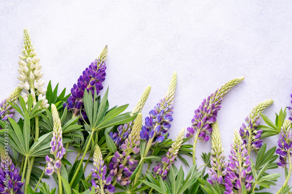 Naklejka premium Lupine flowers. Purple pink buds plant. Petal floral background. Lupinus wild flower