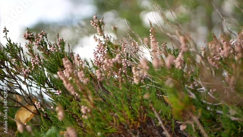 Blooming heather on a cloudy autumn day against a background of pine trees. Small numerous bright purple flowers of the honey plant.