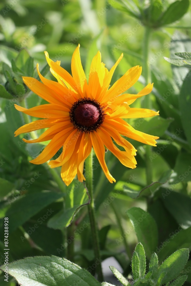 black-eyed Susan