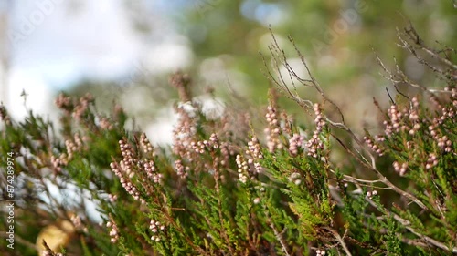 Blooming heather on a cloudy autumn day against a background of pine trees. Small numerous bright purple flowers of the honey plant.