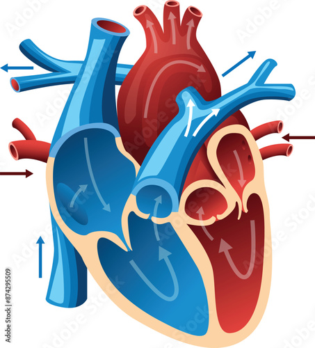 Anatomy of the human heart. Cross sectional diagram of the heart with no label