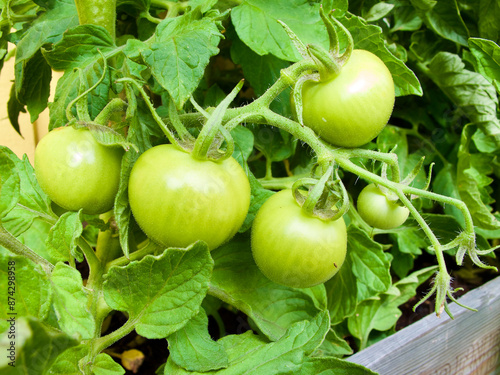 Plant with homegrown unripe green tomatoes in organic culture in summer. photo