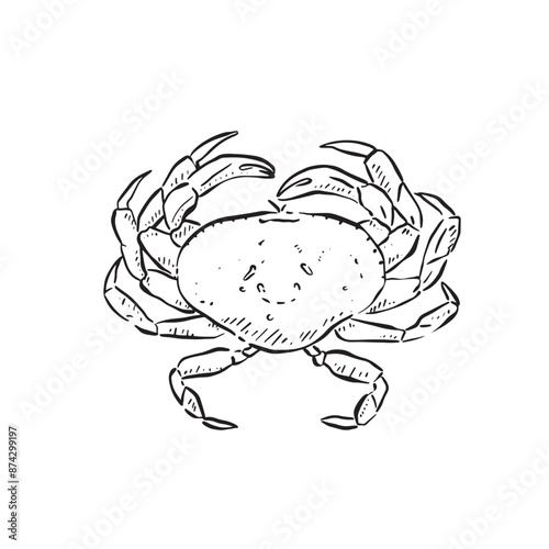Crab birds eye view, drawn by hand in black sketch style. Line drawn sea life illustration.