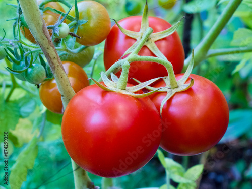 Close-up of plant with ripe red tomatoes in organic growing in a vegetable garden in autumn. photo