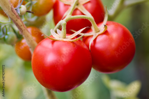 Close-up of plant with ripe red tomatoes in organic growing in a vegetable garden in summer