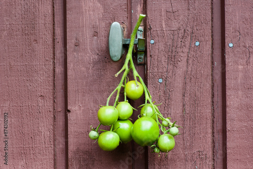 Cluster of unripe green tomatoes hanging outdoors on brown wooden wall with locking equipment. photo