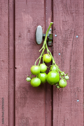 Cluster of unripe green tomatoes hanging outdoors on brown wooden wall with locking equipment. photo