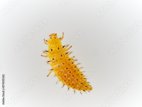 Larva of Bryony Ladybird Henosepilachna argus photo