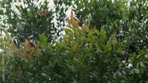 Syzygium Oleana tree with raindrops and blurred background or bokeh effect. Close-up and slow-motion shot. photo