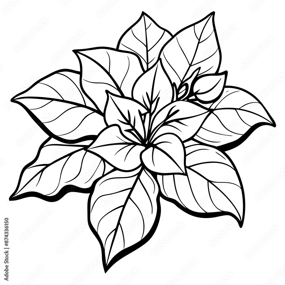 line art bougainvillea flower isolated on white line art bougainvillea flower isolated on white