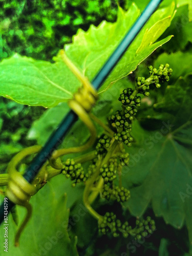 pousse de vigne