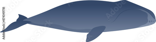 Bowhead whale realistic color vector illustration. Marine baleen mammal side view isolated on white background. Animal graphic. Wild ocean life.