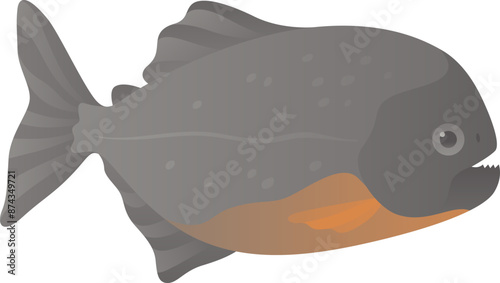 Piranha with sharp teeth realistic vector illustration. Predatory river or lake fish side view color graphic isolated on white background. Wild marine animal.