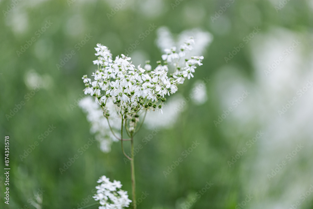 Filipendula ulmaria flowers growing on meadow, summer nature scenery with white meadowsweet close up, green blurred botanical background, soft focus, medical plants in flowering season Filipendula ulmaria flowers growing on meadow, summer nature scenery with white meadowsweet close up, green blurred botanical background, soft focus, medical plants in flowering season