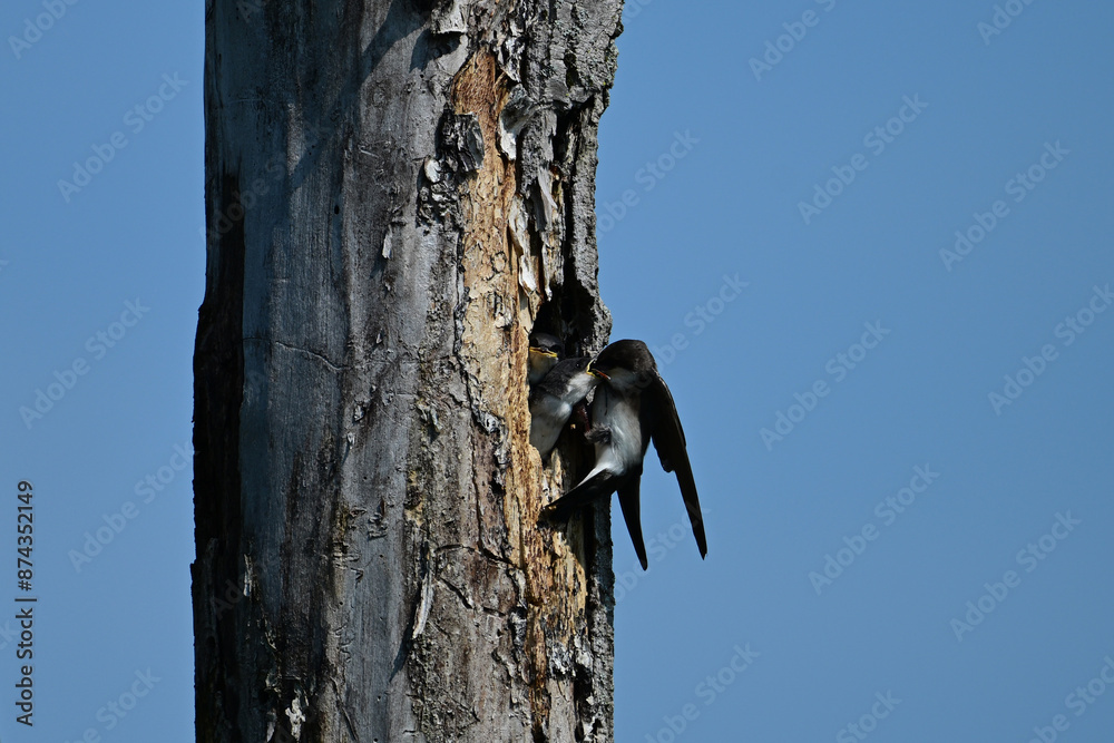 A female Tree Swallow bird perched at opening to her nest feeding the hungry baby tree swallows in her nest A female Tree Swallow bird perched at opening to her nest feeding the hungry baby tree swallows in her nest