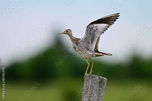 Upland Sandpiper bird landing on a fence post with its wings spread