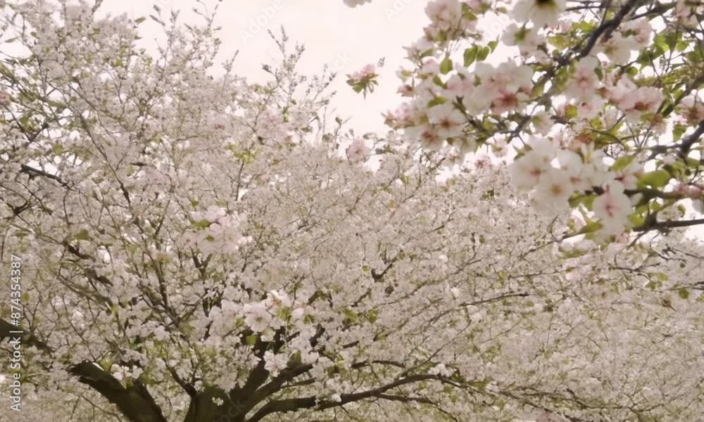 Beautiful cherry tree with tender flowers. Amazing spring blossom Beautiful cherry tree with tender flowers. Amazing spring blossom