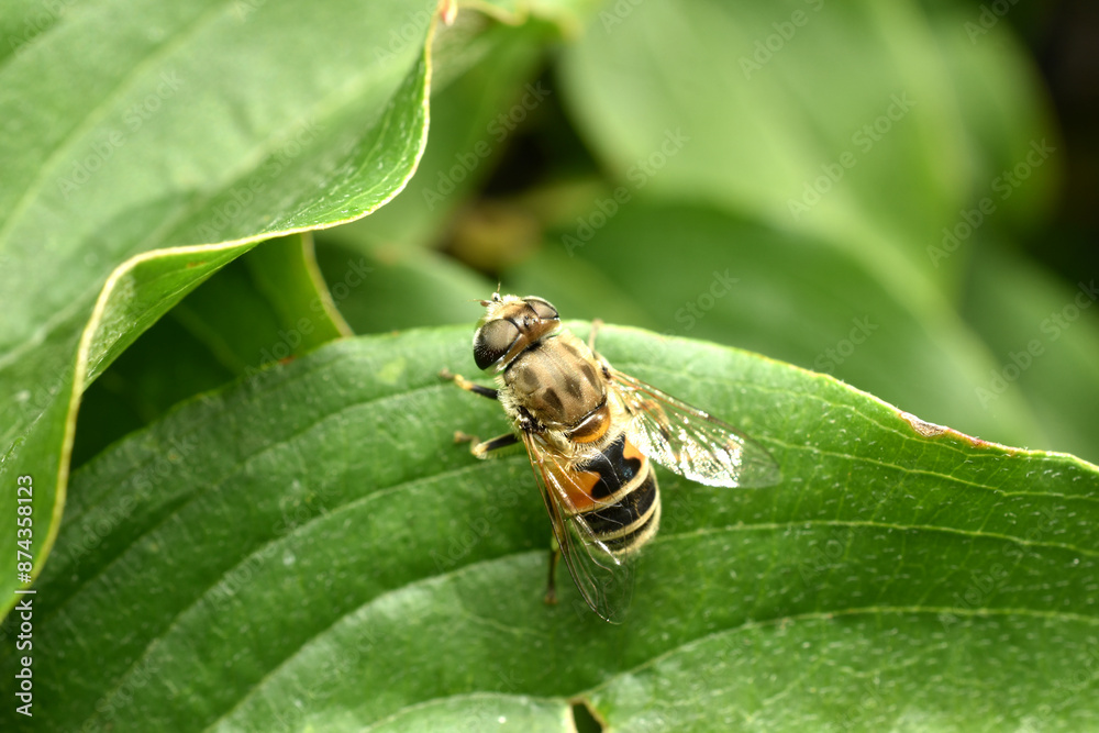 Common drone fly, Eristalis tenax, female basking on a green leaf. High quality photo Common drone fly, Eristalis tenax, female basking on a green leaf. High quality photo