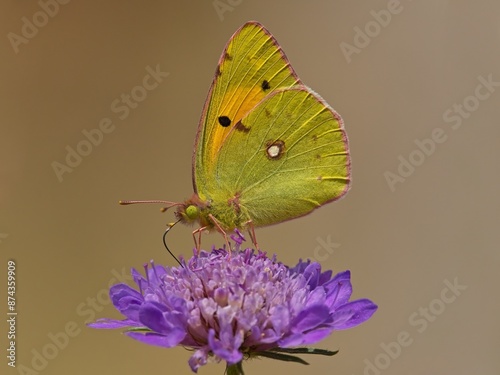 Crocea (Colias croceus)