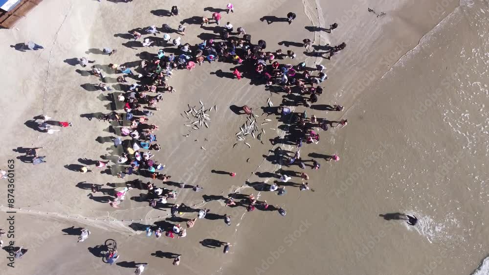 Pescadores de tainha