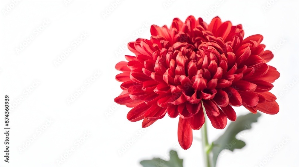 Stunning Bright Red Chrysanthemum Bloom Flower Close-Up Nature Photography Stunning Bright Red Chrysanthemum Bloom Flower Close-Up Nature Photography
