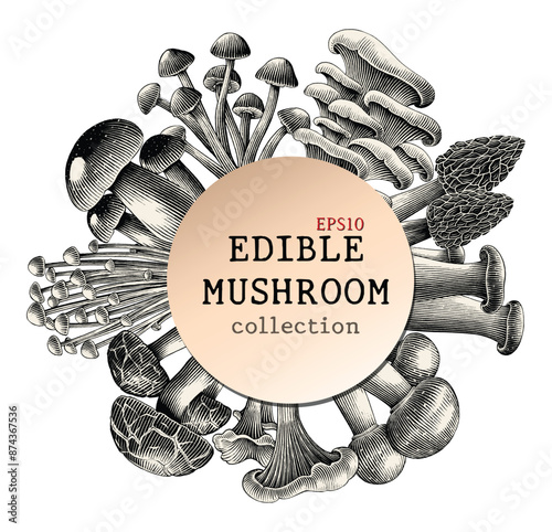 Antique engraving illustration of edible mushroom for background hand draw black and white clip art