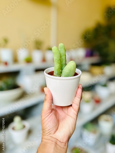 Trichocereus bridgesii monstrose 