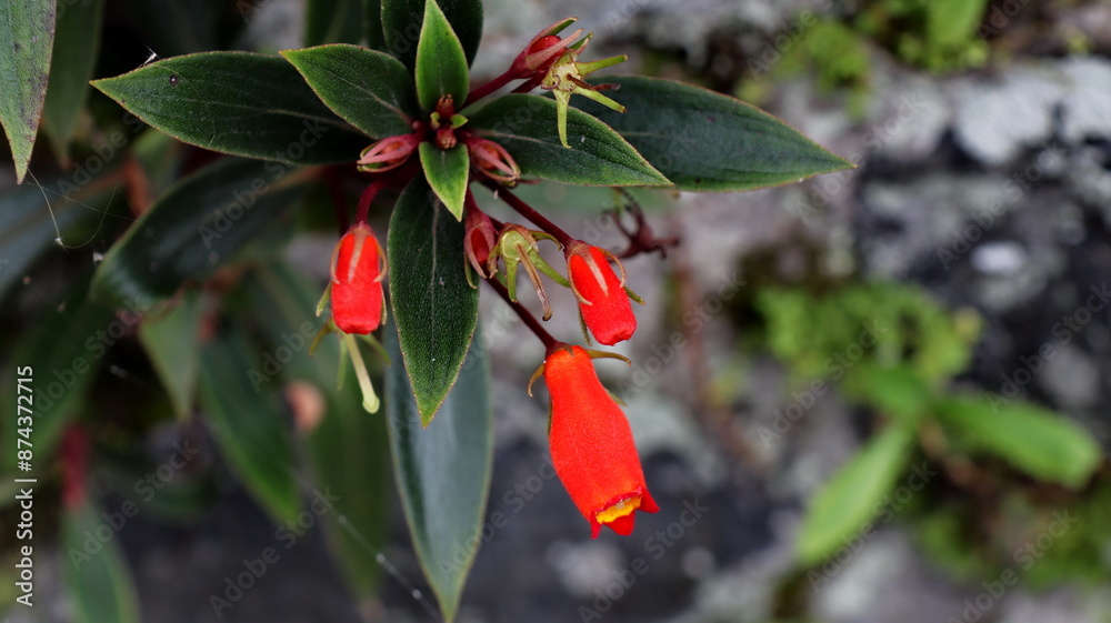 Seemannia sylvatica flower shrubs with little reddish orange Seemannia sylvatica flower shrubs with little reddish orange
