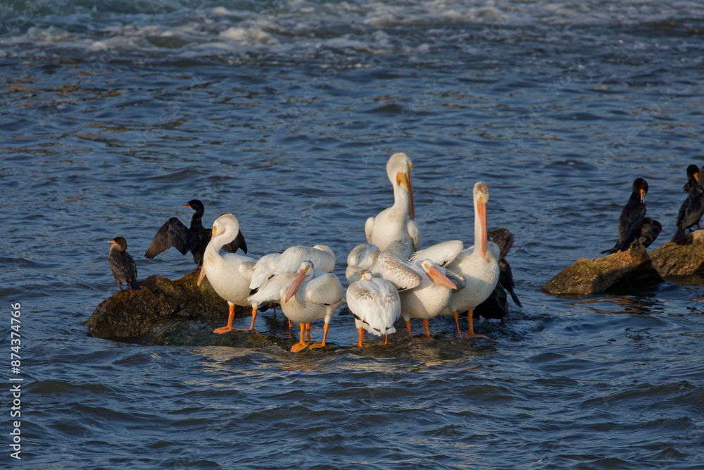 Fototapeta premium Pelicans and a cormorants resting on the Fox River in Wisconsin