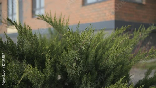 green spaces against the background of a multi-storey building, landscaping photo