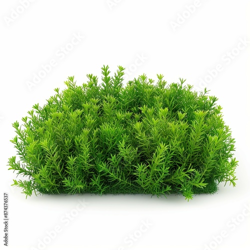 A fluffy and dense full bush plant including a lot of big green leaves and a little bit of small flowers isolated on a white background photo