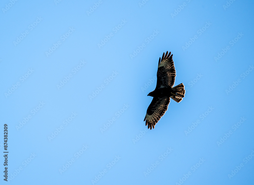 Fototapeta premium black kite hunting in natural conditions on a sunny summer day