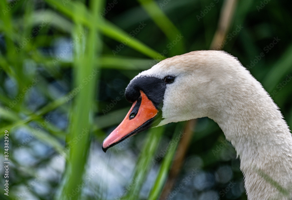 Fototapeta premium white mute swan looking for food in natural conditions on a sunny summer day