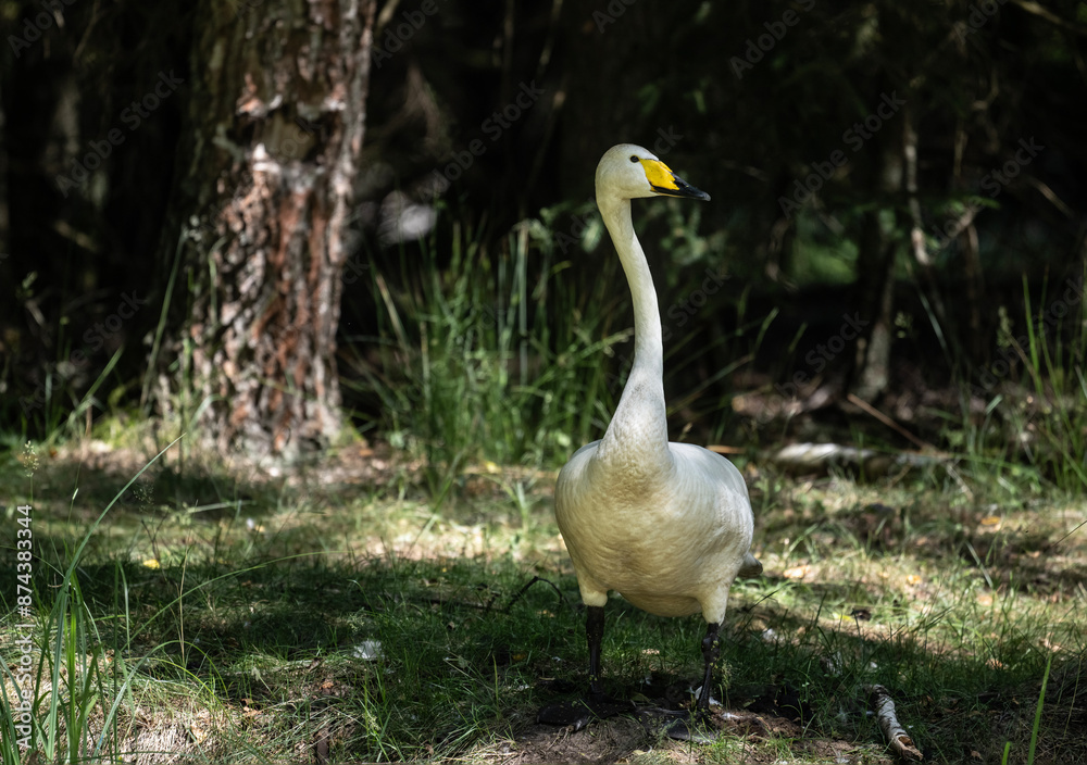 whooper swan looking for food in natural conditions on a sunny summer day whooper swan looking for food in natural conditions on a sunny summer day
