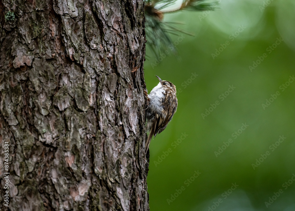 Obraz premium common pika searching for food in natural conditions on a sunny summer day