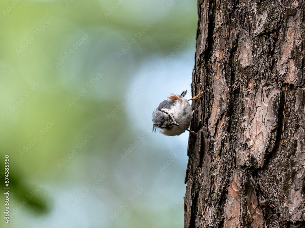 Obraz premium Common nuthatch looking for food in natural conditions on a sunny summer day