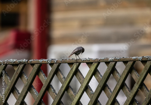 Redstart looking for food in natural conditions on a sunny summer day photo