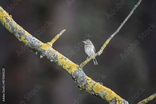 Siberian pipit looking for food sits on a branch in natural conditions on a sunny summer day photo