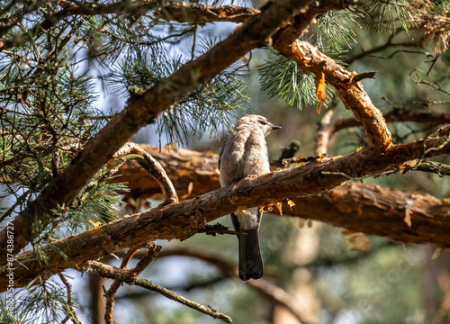 jay bird looking for food in natural conditions on a sunny summer day
