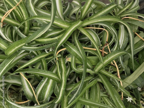 Close-Up of Diverse Foliage Featuring Red-Tinged Bromeliads and Variegated Spider Plants in a Lush Garden Setting photo