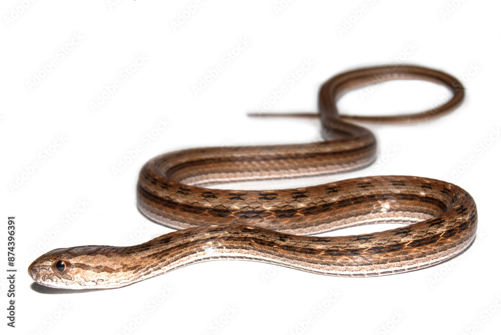 Obraz premium Serpente - serpentes do brasil