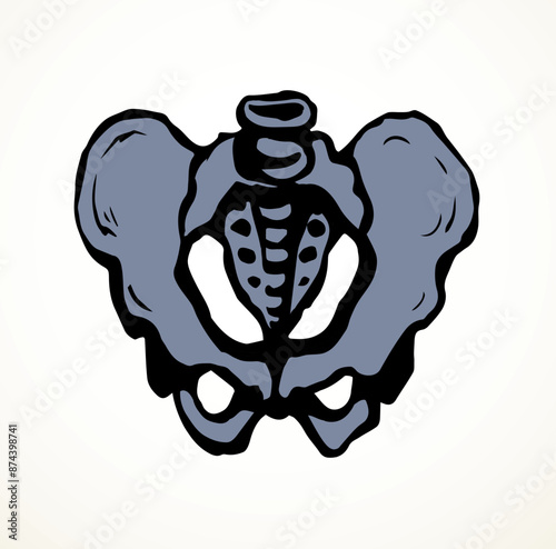 Vector drawing. Pelvic bones icon