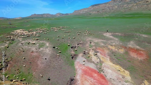 A flock of sheep grazing among the colorful mountains was filmed from a height