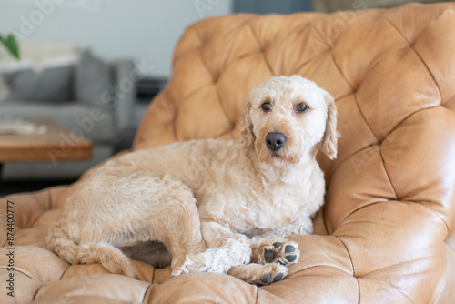 Goldendoodle Mini Sitting on Leather Chair Inside House