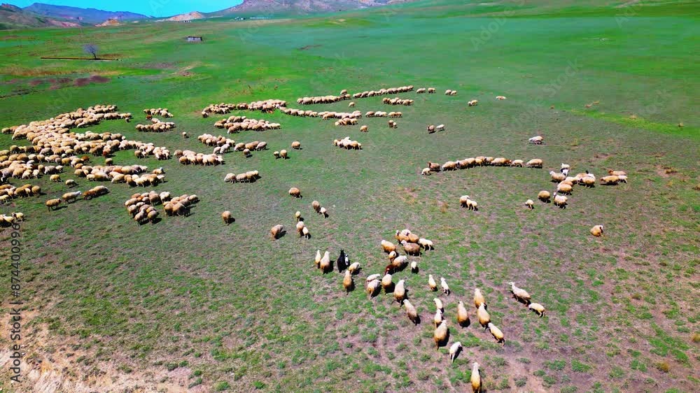 A flock of sheep grazing among the colorful mountains was filmed from a height A flock of sheep grazing among the colorful mountains was filmed from a height