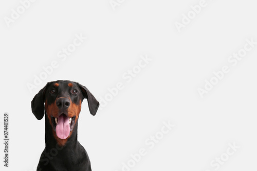 Cute Dobermann dog on light...